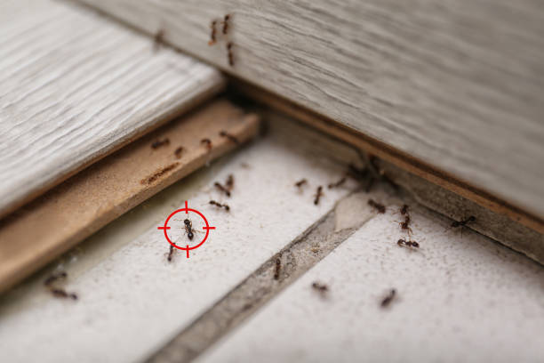 Best Exterminator Services  in Greensburg, KY